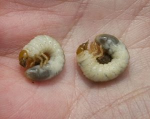Chafer grubs