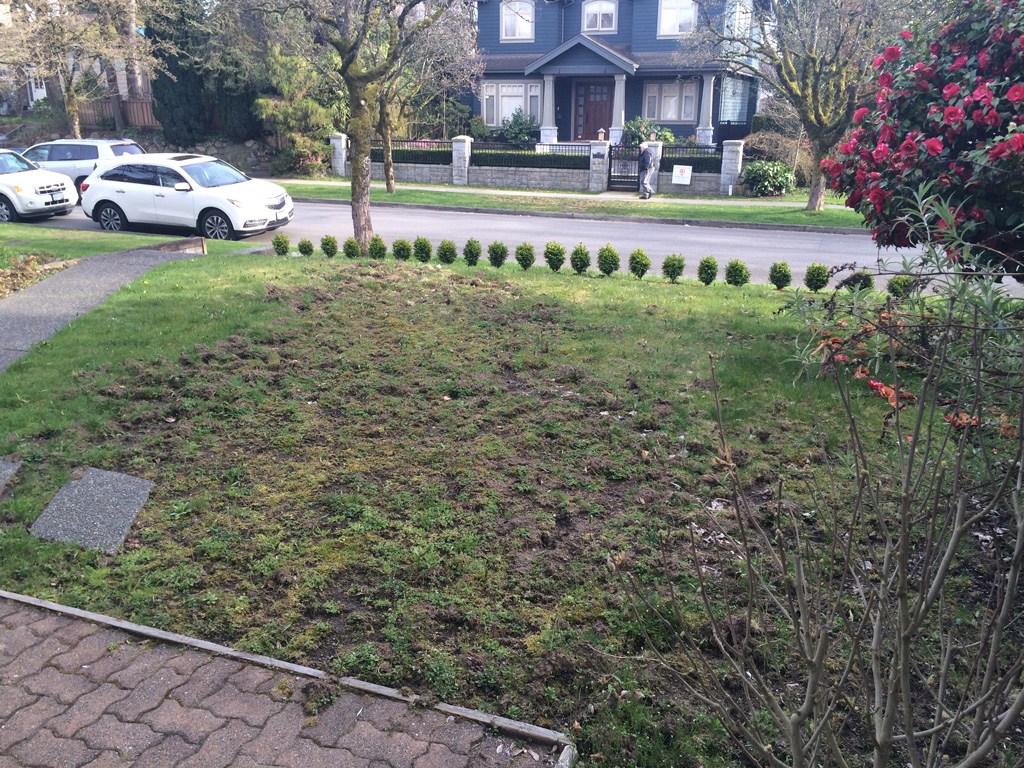 lawn before chafer beetles