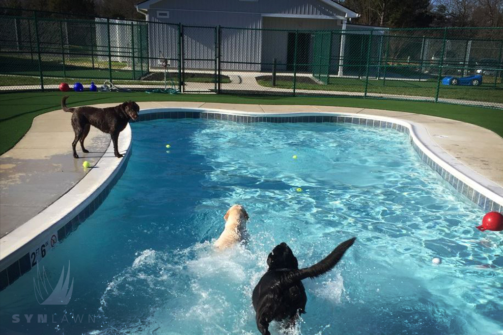 image of dogs swimming in a pool