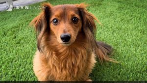 SYNLawn Michigan artificial grass safe for pets