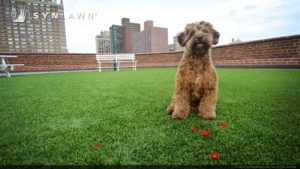 SYNLawn New York Louie the Dog with Rooftop Pet Turf