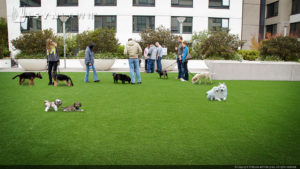SYNLawn artificial grass for dog and pet safe rooftop potty areas