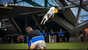 SYNLawn artificial grass for dog and pet safe agility training