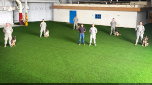 SYNLawn artificial grass for dog and pet safe agility and training