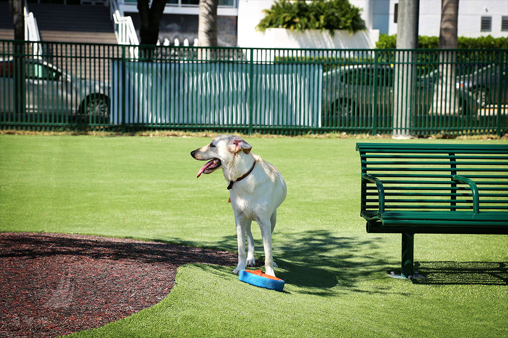 image of a dog playing at a dog park with pet turf