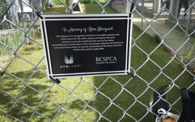British Columbia SPCA Recognizes SYNLawn’s Contributions to Shelter Improvements