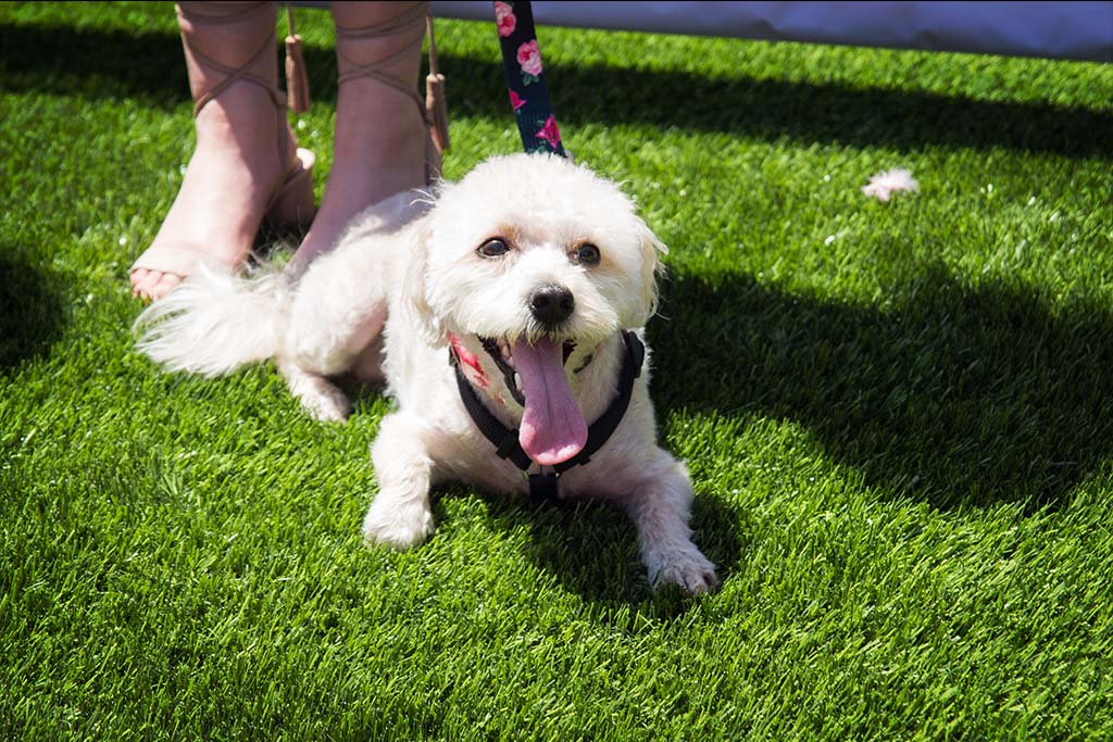 image of dog on synlawn artificial pet grass