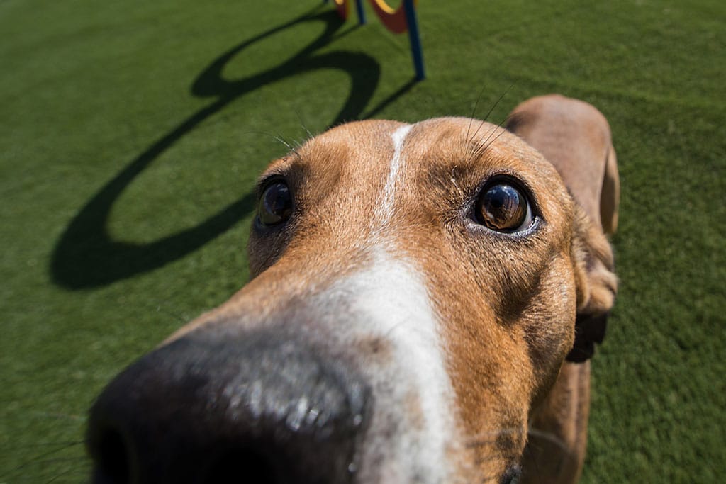 SYNLawn Helps Make Shelter Dogs ‘More Adoptable’