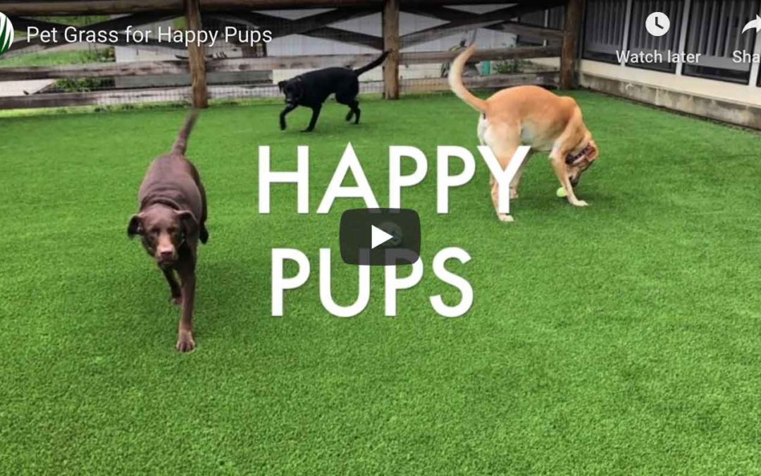 Pet Grass for Happy Pups
