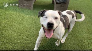 image of SYNLawn Bay Area San Francisco California artificial grass for Pet Camp Doggy Day Care Center