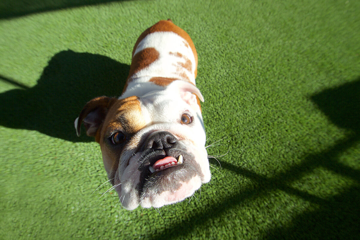 HP_GalleryImage_dogL
