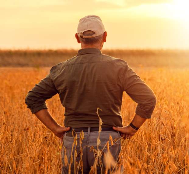 USDA_Farmer Man standing with hands at hips looking out to a field of crops