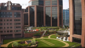 image of SYNLawn artificial grass at White Plains New York City Center Rooftop Project