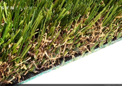 image of SYNLawn SYNFescue 80